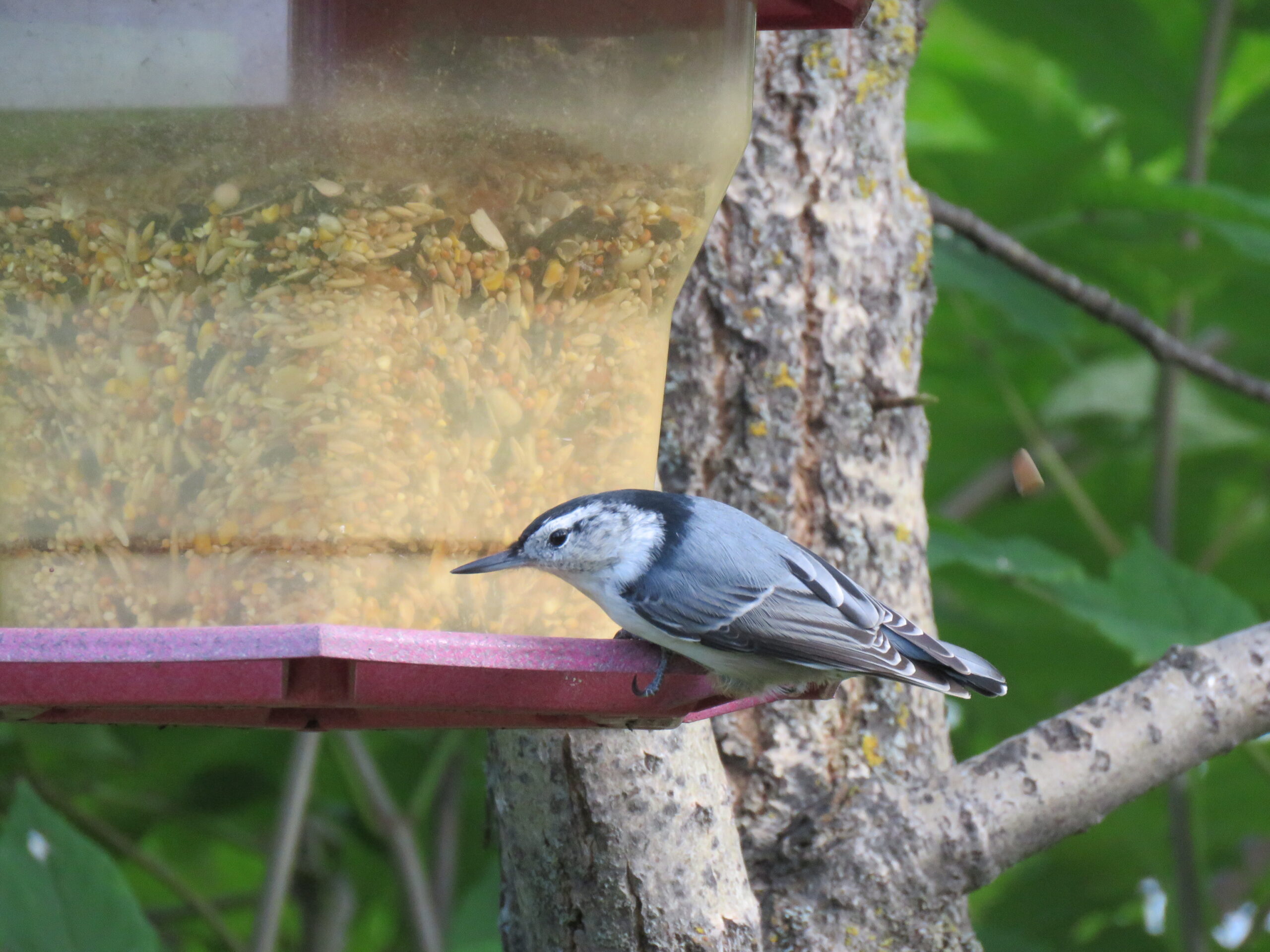 Bird on Feeder Bird on Feeder