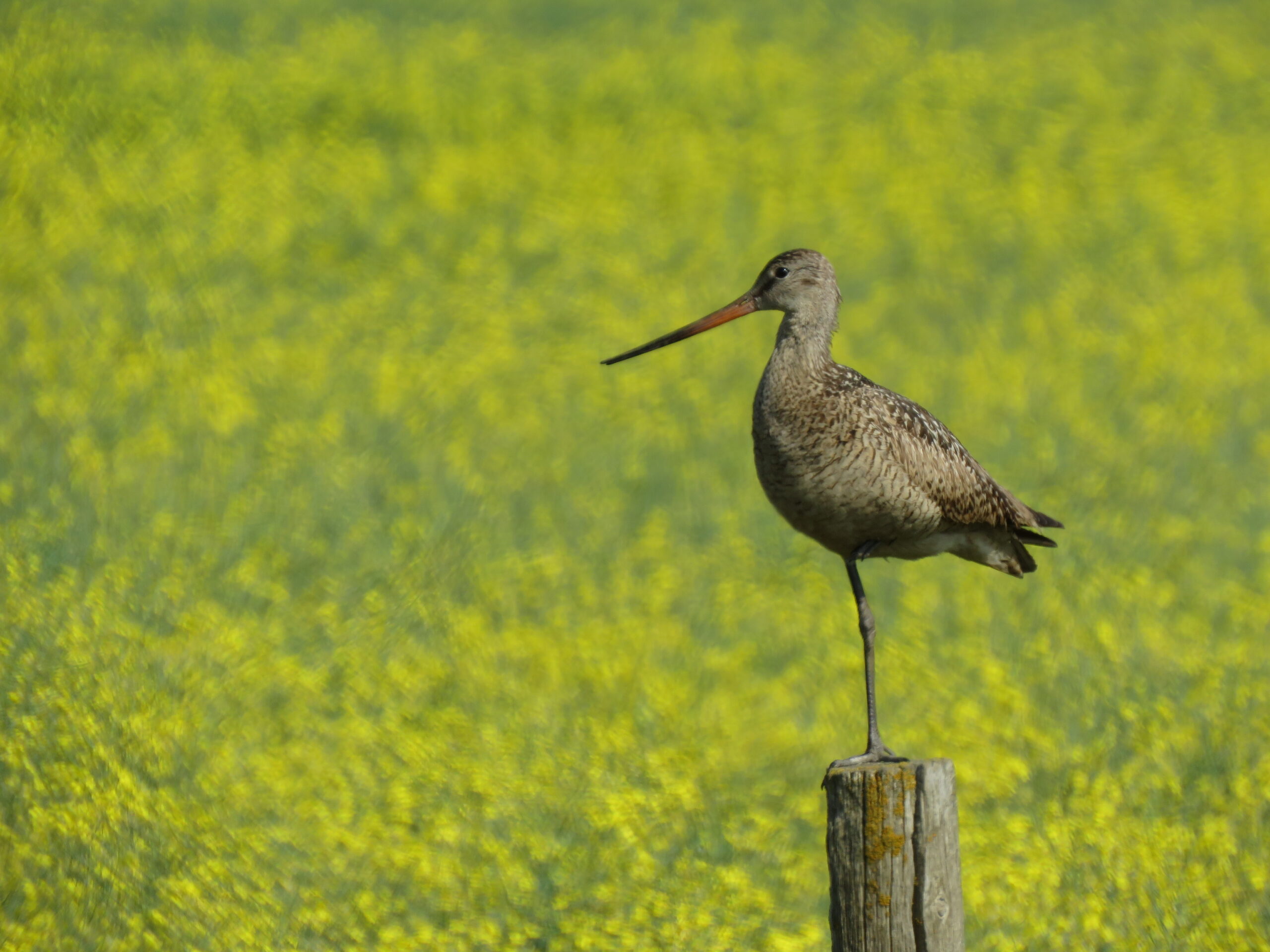 Bird on post 1 leg Bird on post 1 leg