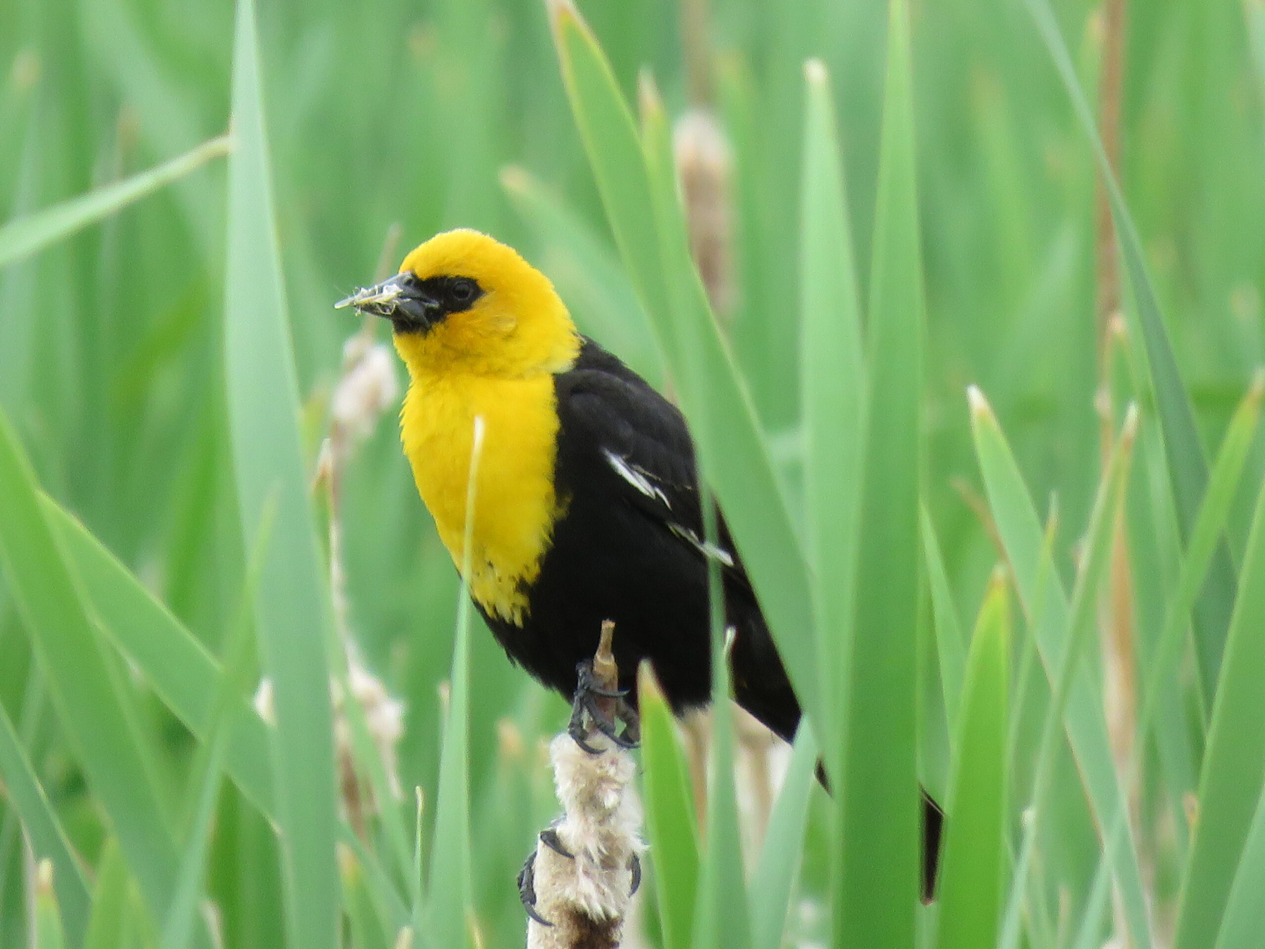 Black Yellow Bird Black Yellow Bird