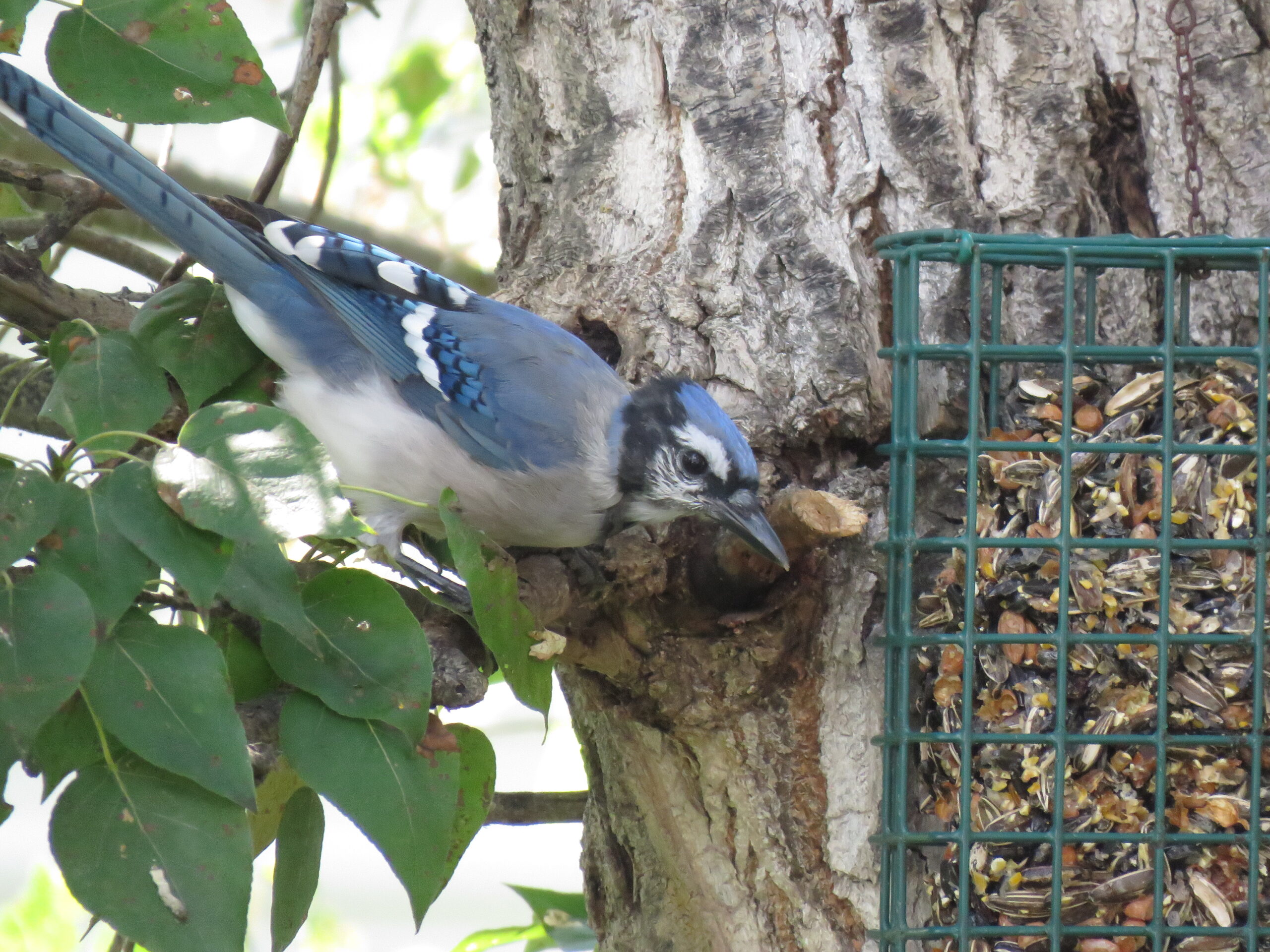 BlueJay eating BlueJay eating