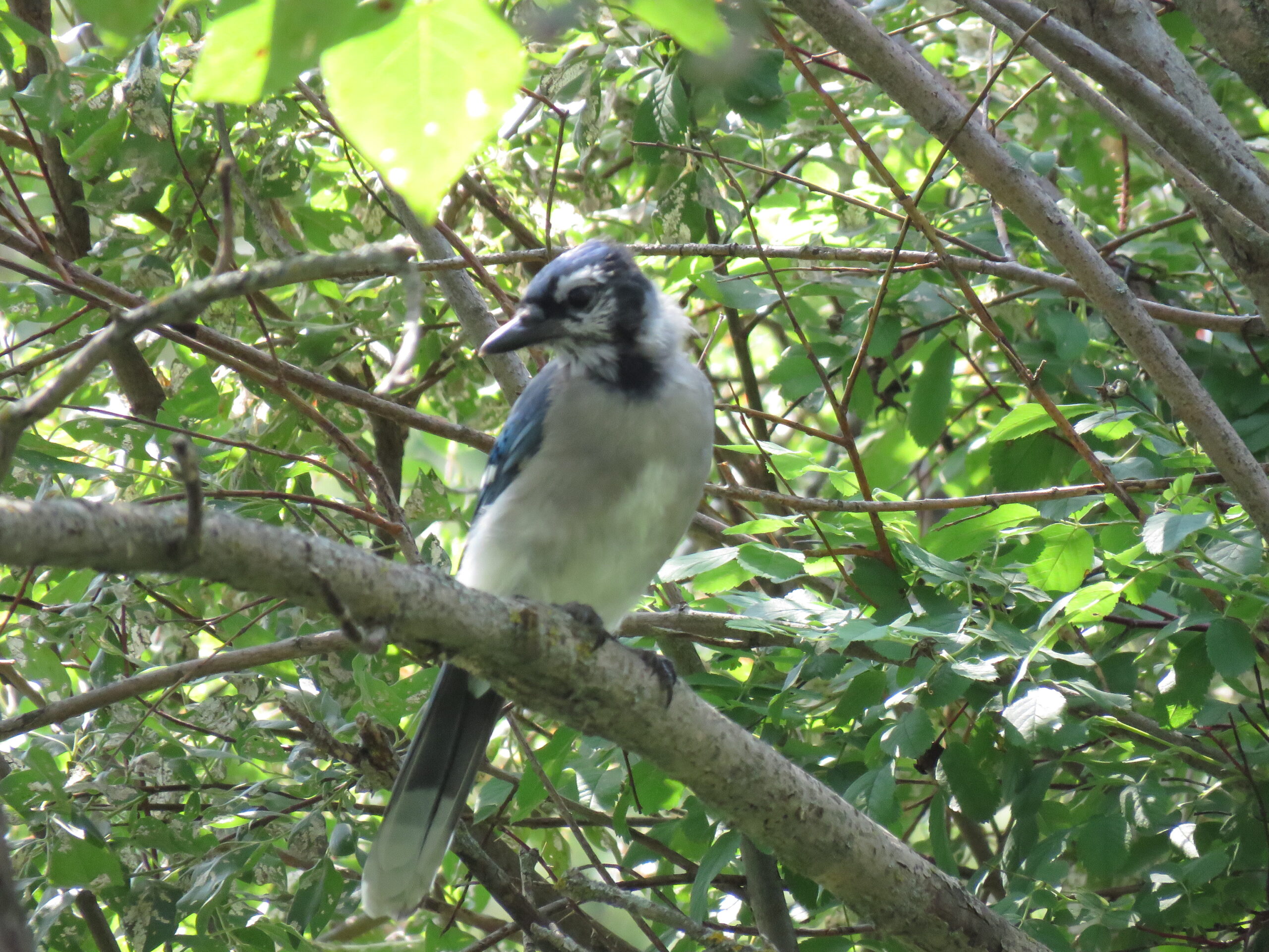 Bluejay on branch Bluejay on branch