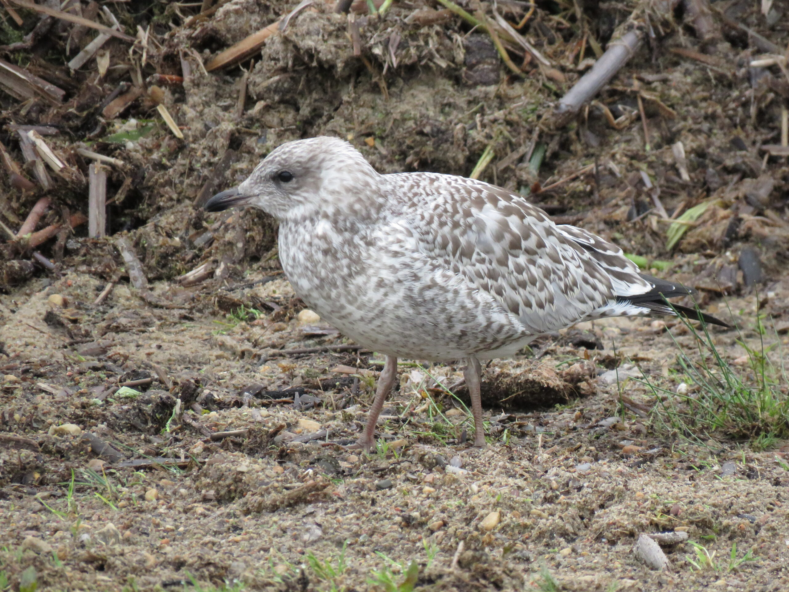 Brown Seagull 2 Brown Seagull 2