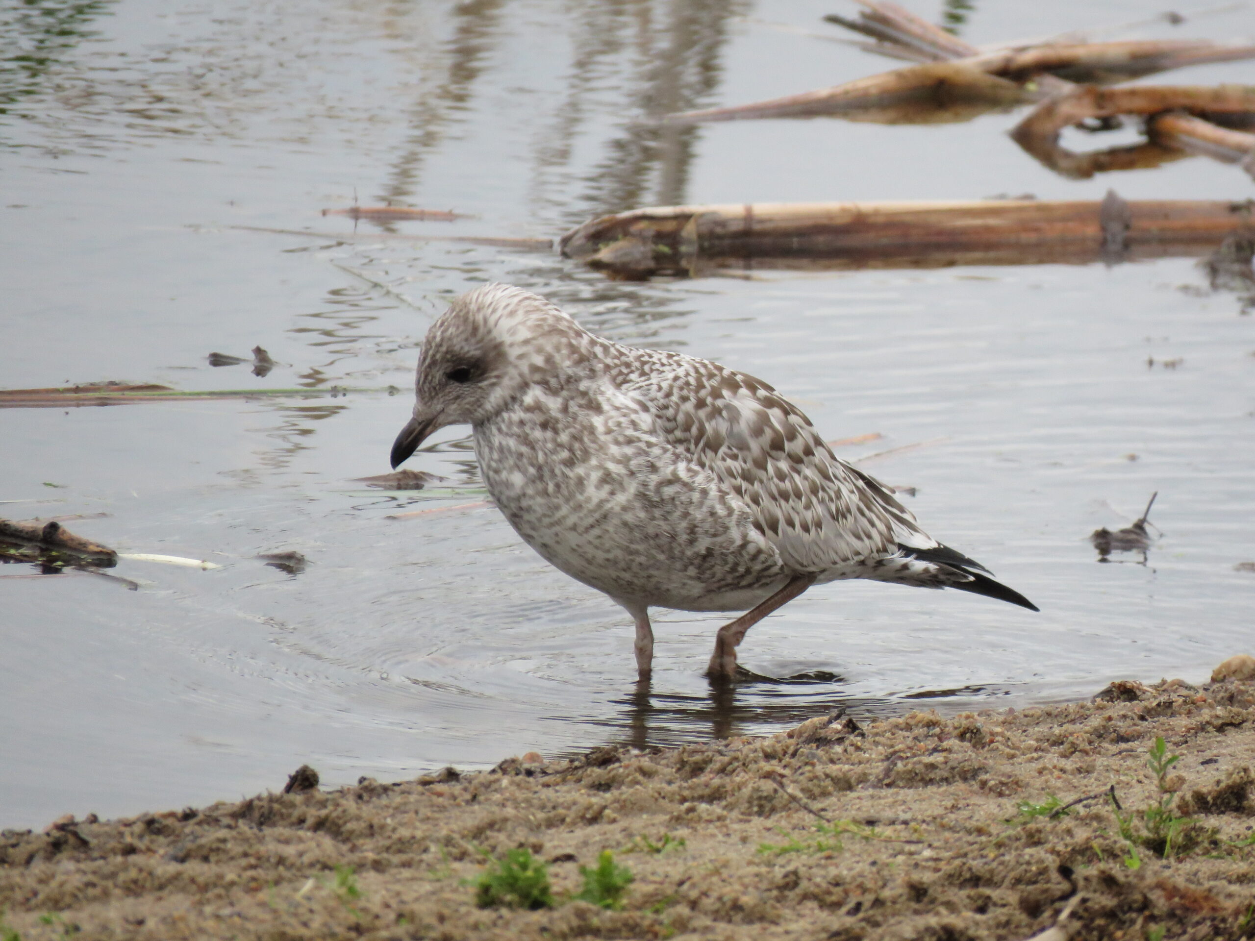 Brown Seagull Brown Seagull