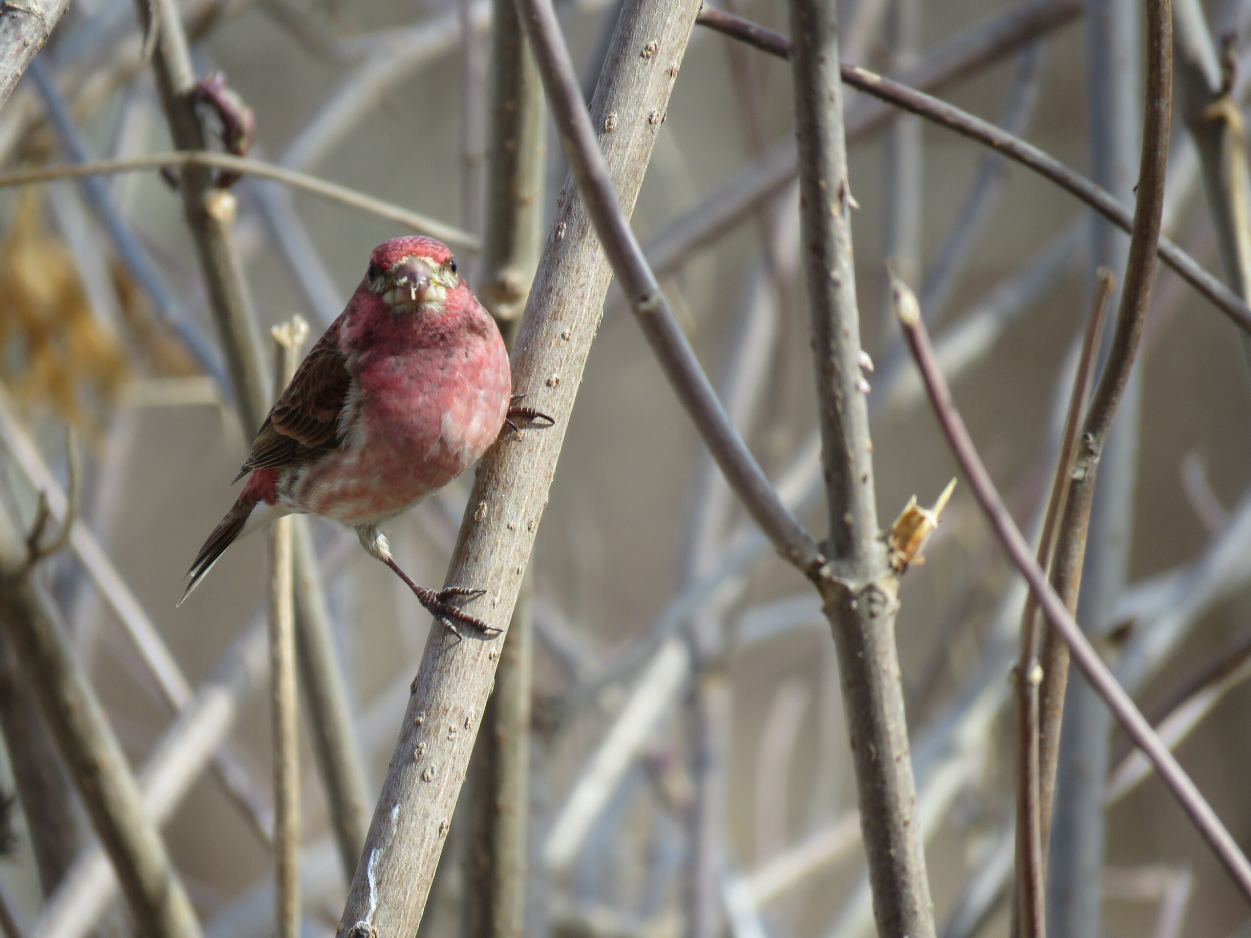 Red Bird Red Bird