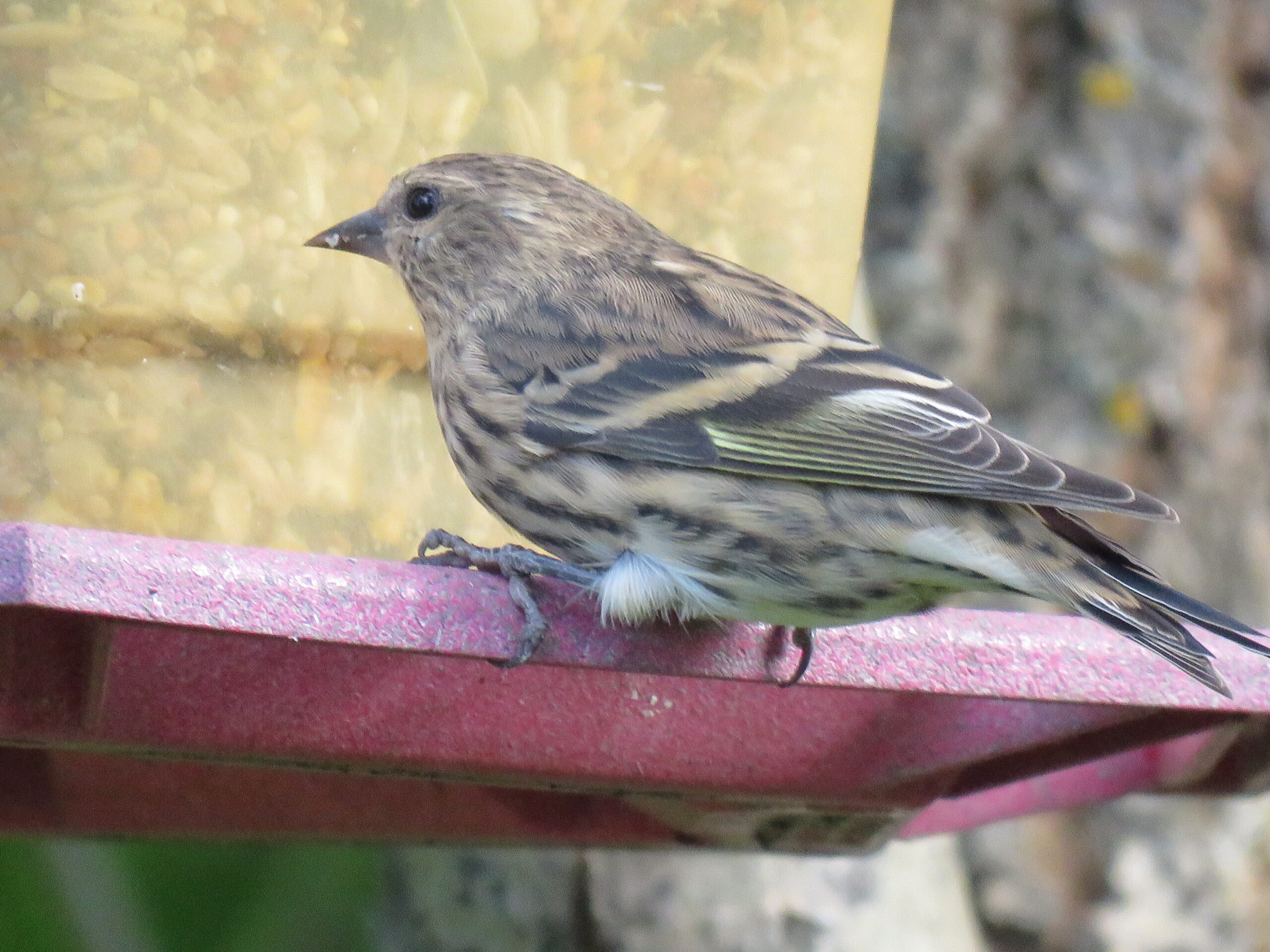 Sparrow on Feeder Sparrow on Feeder
